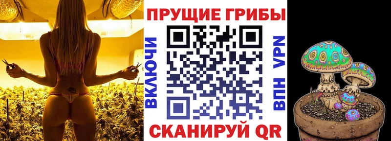 Галлюциногенные грибы Psilocybine cubensis  mega как зайти  Чегем 